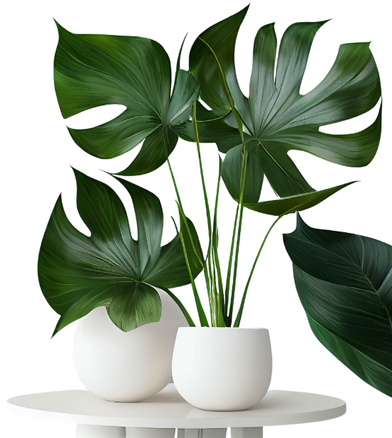 goldvine-grove-plant