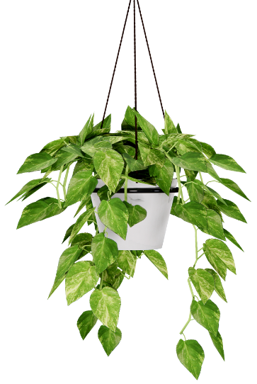 goldvine-hanging-plant